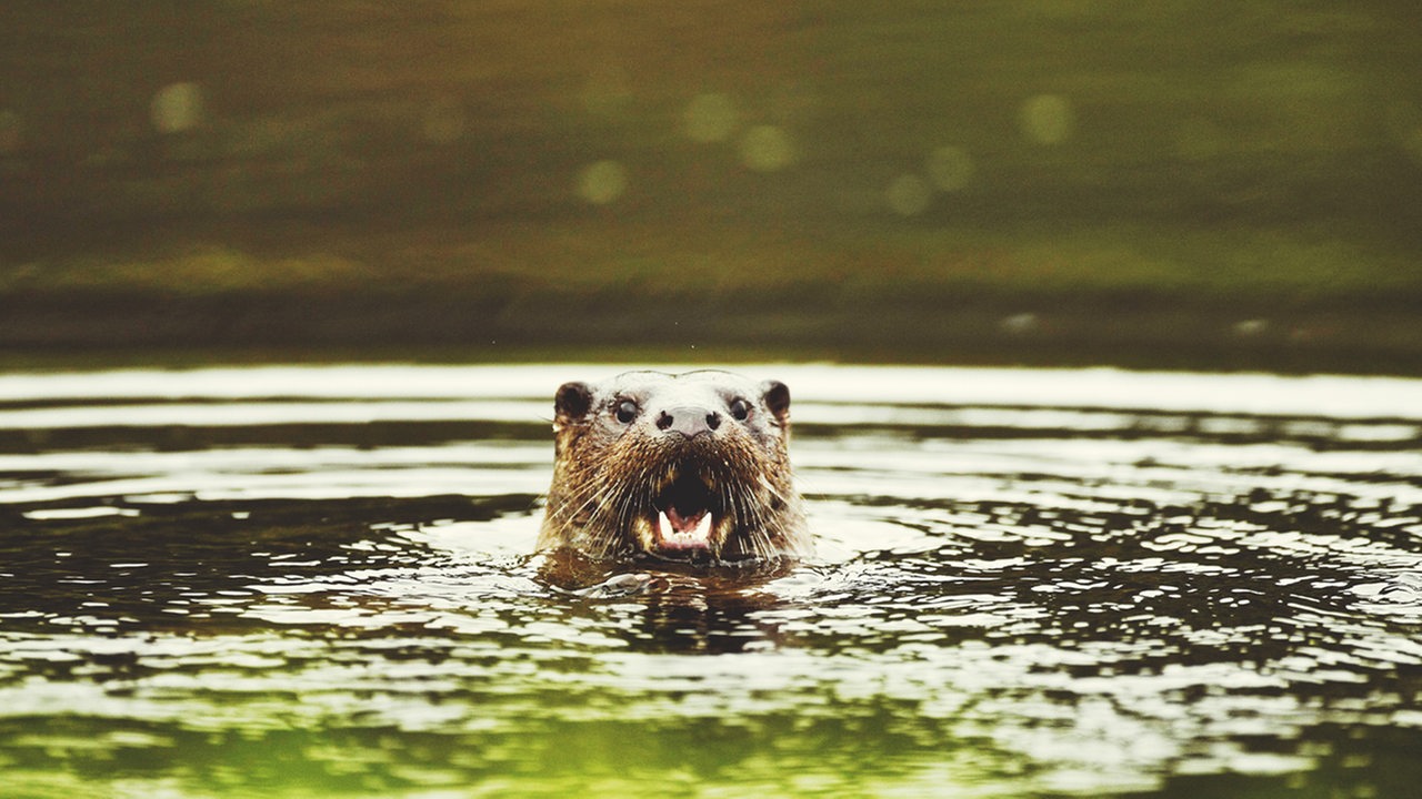 Der Kopf eines Otters taucht mit geöffnetem Maul aus dem Wasser auf.  