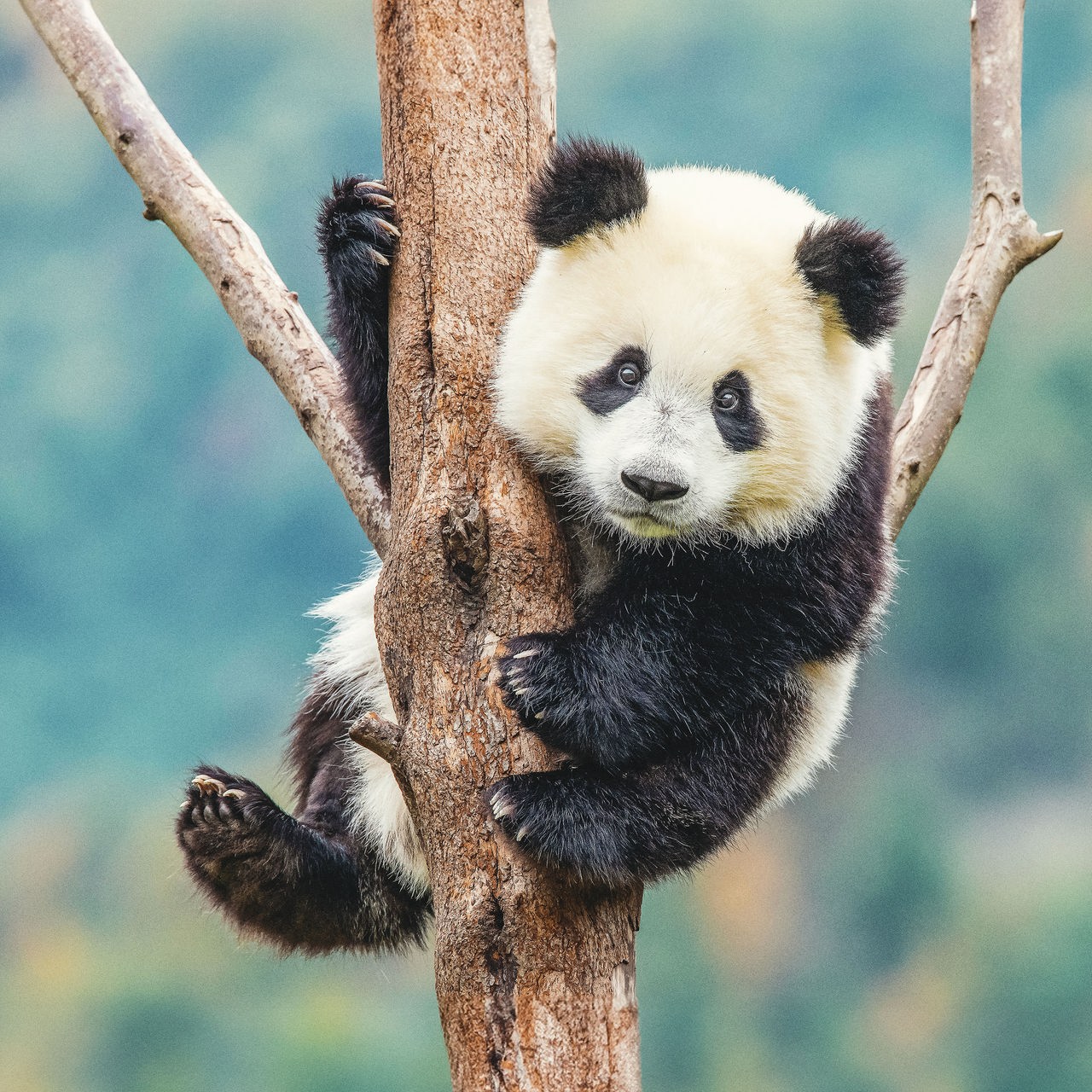 Ein junger Panda mit weiß-schwarzem Fell sitzt in einer Astgabelung auf einem Baum und schaut in Richtung der Kamera.