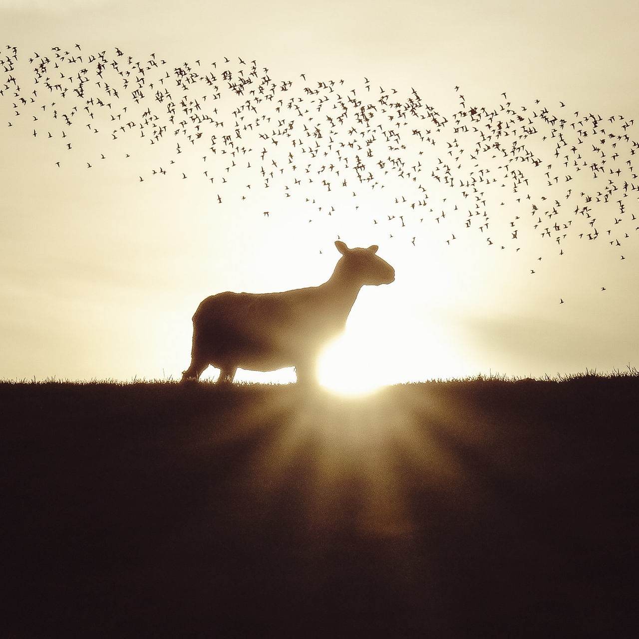 Die Silhouette eines Schafs, das im Gegenlicht auf einem Deich steht. Im Hintergrund zieht ein Schwarm Vögel vorbei.