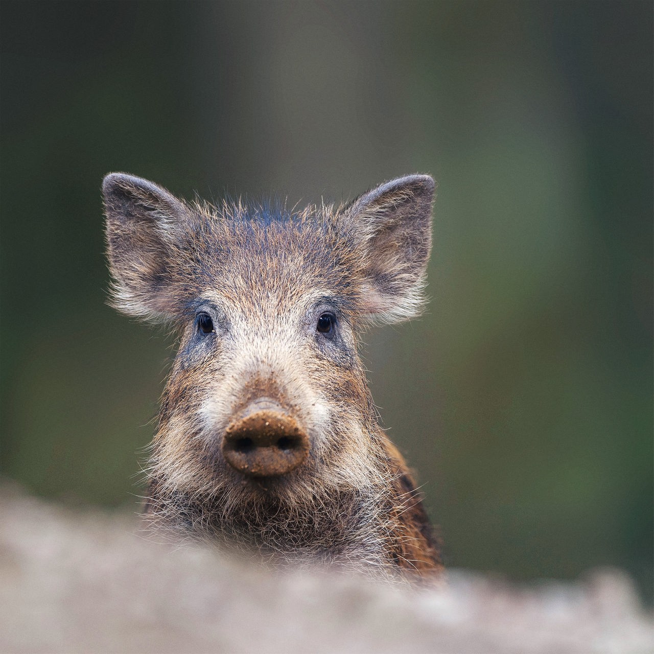 Ein Wildschwein-Frischling mit braunen Borsten schaut aufmerksam in die Kamera.