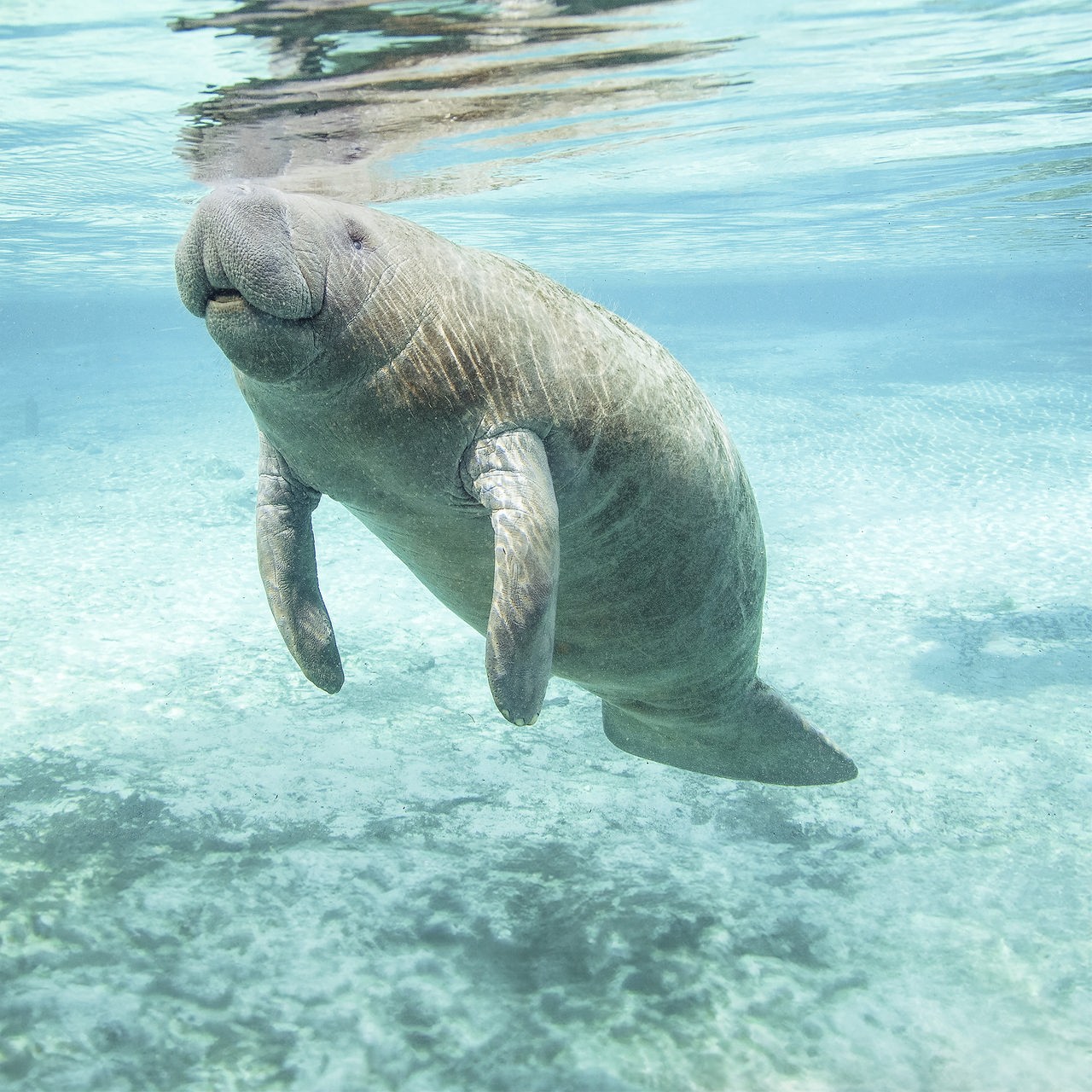 Eine graue Seekuh schwimmt unter Wasser in klarem Wasser.