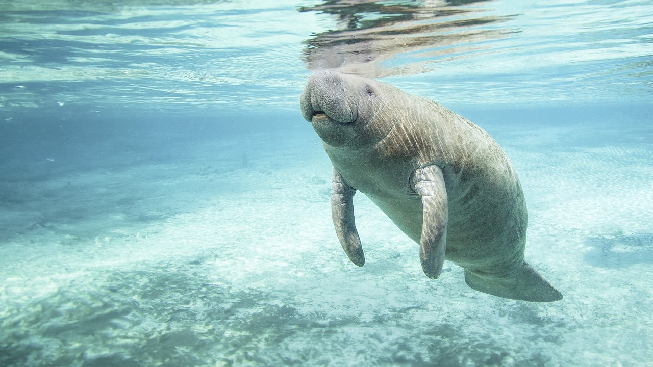 Eine graue Seekuh schwimmt unter Wasser in klarem Wasser.