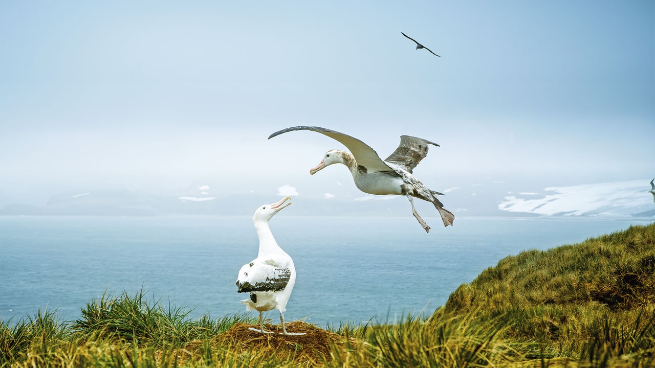 Ein großer Vogel mit weiß-schwarzem Gefieder steht an einer Klippe mit dem Meer im Hintergrund, während ein zweiter Vogel neben ihm fliegt. 