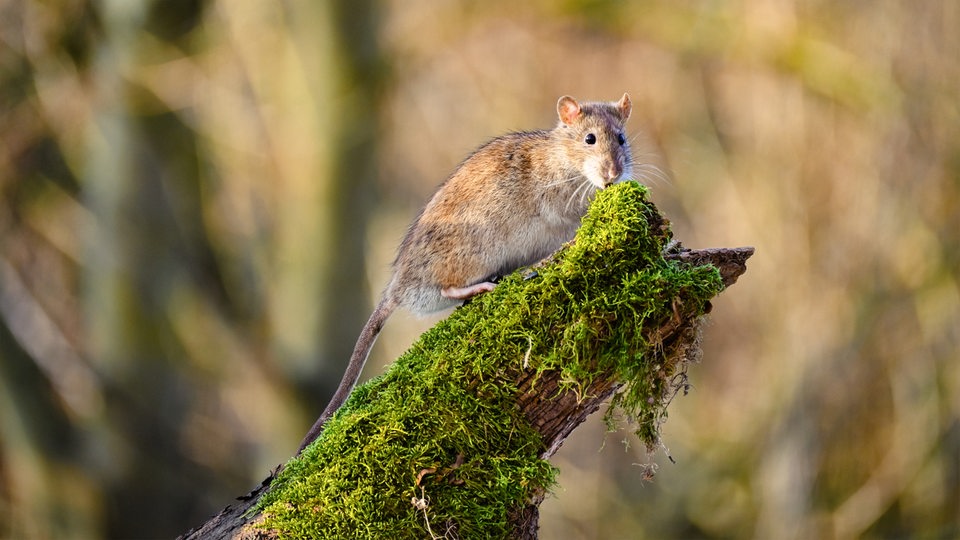 Eine hellbraune Ratte sitzt auf einem mit Moos bewachsenen Ast und schaut vor bräunlichem Hintergrund in die Kamera.