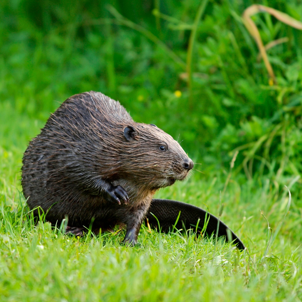 Ein Biber sitzt mit nassem Fell auf einer grünen Wiese und schaut nach rechts.