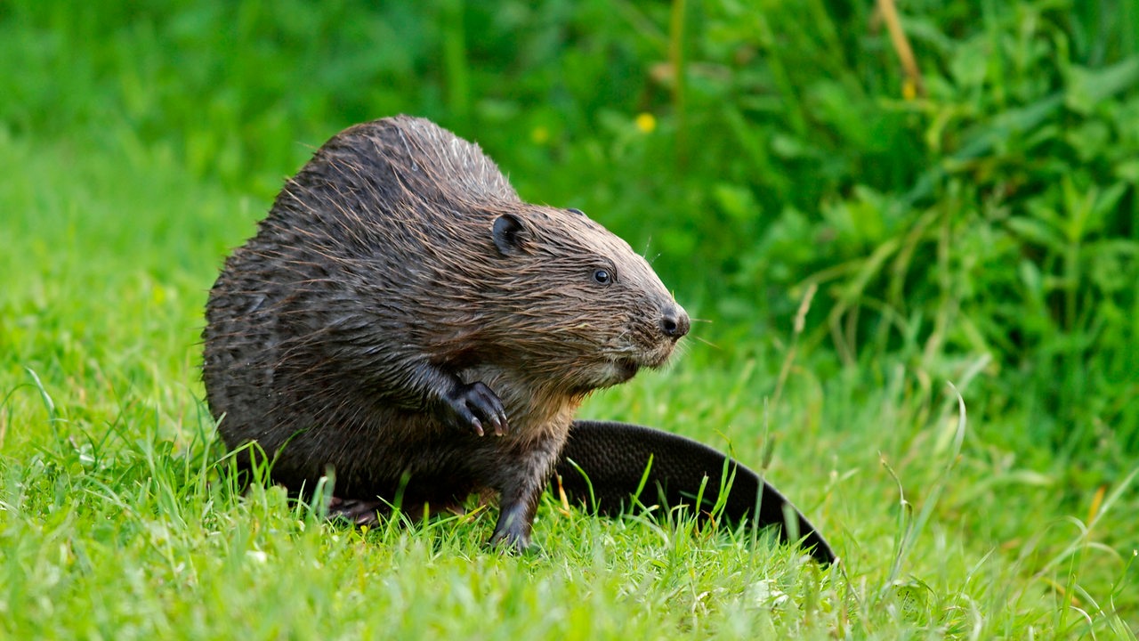 Ein Biber sitzt mit nassem Fell auf einer grünen Wiese und schaut nach rechts.