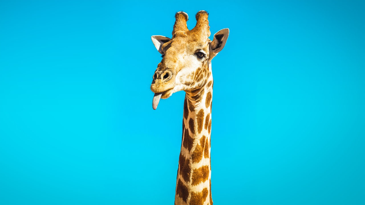 Giraffe mit ausgestreckter Zunge